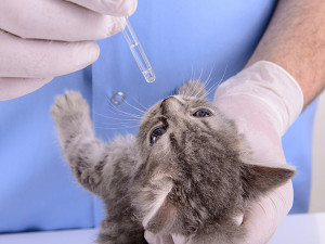 veterinarian dripping drops to the kitten eye in clinic